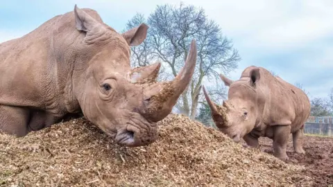 Noah's Ark Rhinos Rumba and Rumbull