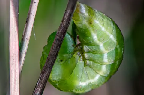 Rare butterflies thriving after reintroduction bid
