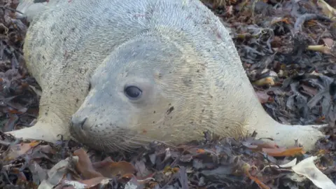 BBC Seal pup