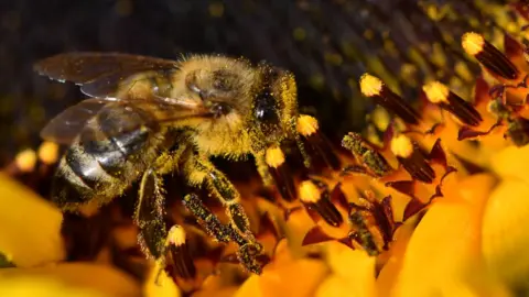 Getty Images Bee