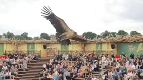 Kynren A large vulture swoops across a crowd of people watching from the stands. The bird has long brown and white feather and a black head.