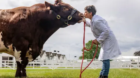 Danny Lawson/PA Wire Tracy Seven with a Beef Shorthorn as she prepares her cattle ahead of the Great Yorkshire Show at the Showground in Harrogate