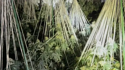 Cambridgeshire Police Close up of cannabis plants in a dark room.