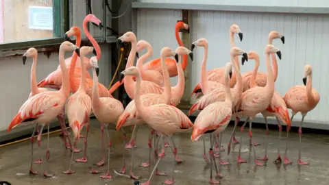 Pink flamingos stood inside a concrete enclosure.
