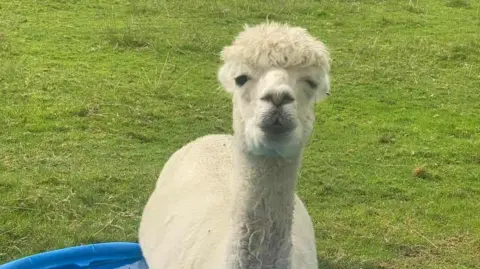 Screech Owl Sanctuary & Animal Park The alpaca, which is white, sat in a green field. 