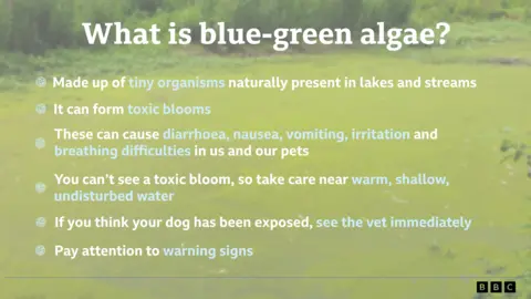 A graphic with the image in the background of algae on a lake.
The headline in white font reads: "What is blue-green algae?"
There are six bullet points underneath.
The first reads made up of tiny organisms naturally present in lakes and streams, the word tiny organisms is in a light blue font, and the rest is in a white font.
The second reads it can form toxic blooms, with the word toxic blooms in a light blue font and the rest in a white font.
The third says thee can cause diarrhoea, nausea, vomiting, irritation and breathing difficulties in us and our pets. The words diarrhoea, nausea, vomiting, irritation, breathing difficulties are in a light blue font and the rest is in a white font.
The fourth says you can't see a toxic bloom, so take care near warm, shallow, undisturbed water, the words warm, shallow, undisturbed water is in a light, blue font with the rest in white.
The fifth point reads, if you think your dog has been exposed, see the vet immediately, see the vet immediately is in a light blue font and the rest is in a white font.
The last bulletin reads pay attention to warning signs, the words warning signs are in a light blue font, and the rest is in white.