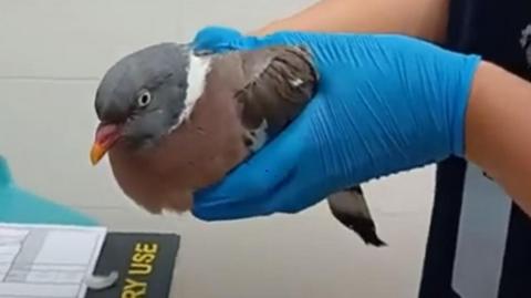 The pigeon being held by a vet