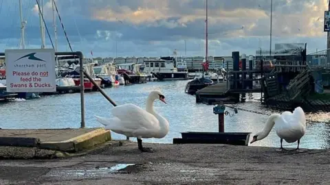 Lucy Newton Two swans standing together in the marina. Fishing boats are in the background on calm water and a sign next to the swans saying 'please do not feed the swans and ducks' 