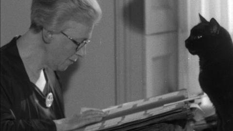 woman looks through a book of greetings for Christmas cards. A black cat is in the right of the image