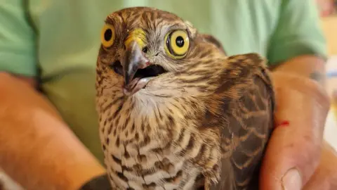 Wild Wings Birds of Prey Bird of prey with yellow eyes looking at the camera.