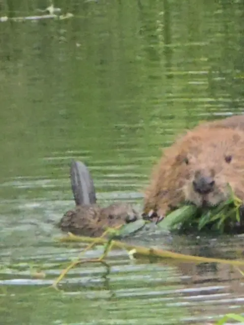 Rachael Mitchell A beaver feeds on green leaves at the surface of a duckweed-covered pond, holding the vegetation in its front paws, with a smaller animal in the water alongside it.