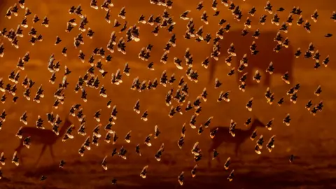 Bence Máté A vast flock of birds fills the air, their dark silhouettes swirling against a warm, golden-brown sky. Through the hazy atmosphere near the bottom of the image, the silhouettes of deer-shaped animals can be seen.