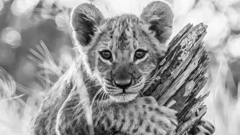 Peter Haygarth Black and white photo of a young lion cub clinging to a tree. It is staring very powerfully straight towards the camera.
