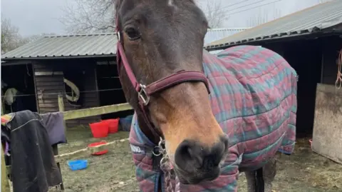 Horse owner/HIWFRS A brown horse in a yard with a blanket over her back