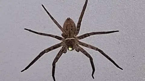 Chris Newman A huntsman spider. A large brown spider with eight legs