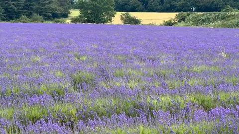 Cotswold Lavender A field of lavender stretching away into the distance with trees in the background and a further field of wheat.