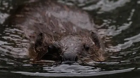 A beaver's face from the snout up sticks out of the water, along with its body, as it glides through. Its fur is wet.