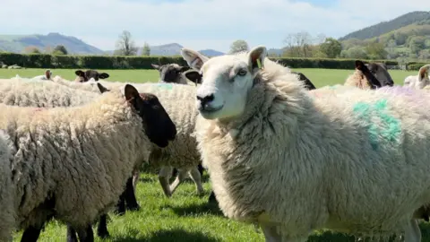 An image of a herd of sheep in a field on a sunny day.