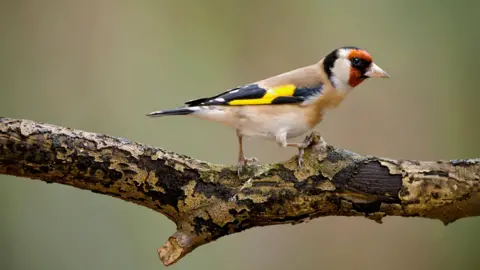 Neil Aldridge A goldfinch perching on a tree branch. Its body is white and light brown while its wings are black with a yellow pattern on. The bird's head has orange markings around its eyes.