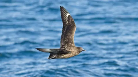 Getty Images The great skuas, sometimes known as bonksies in Britain, feed on fish caught in the sea or taken from other birds.