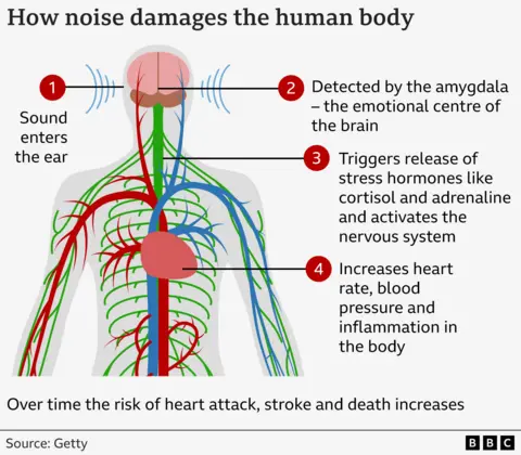 A diagram of a human body that shows (1) sound that enters the ear, (2) that is detecting the amygdala: the emotional center of the brain, (3) the nervous that is activated and the release of stress hormones such as cortisol and adrenaline and (4) the heart rate increases, as well as blood pressure and inflammation in the body in the body in the body