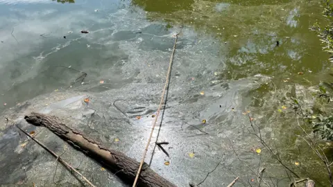 A pond full of green water