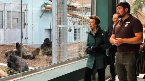 Princess Anne is wearing a dark green jacket and black trousers and is looking through the window at gorillas on the floor of the enclosure.