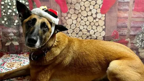 Mike Palmer Chase the dog wearing a Christmas hat