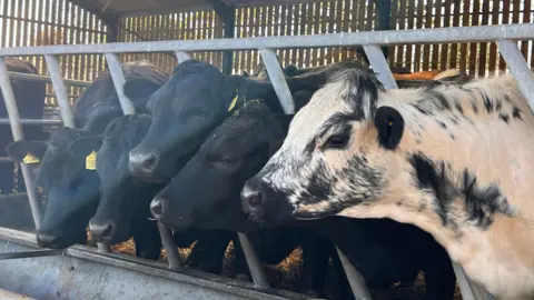 A medium close-up of a row of six cows inside their pen