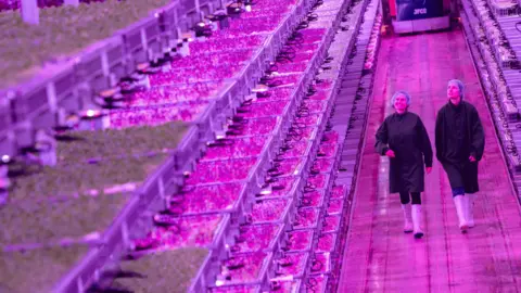 A shelf with rows of seedlings is seen from above. Everything is lit in a purple light. Two people are walking along a corridor wearing protective clothing.