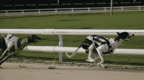 Fortitude Communications A close-up photo of two greyhounds taking part in greyhound racing. The one on the right is mainly white.