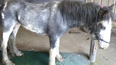 RSPCA Emaciated horse