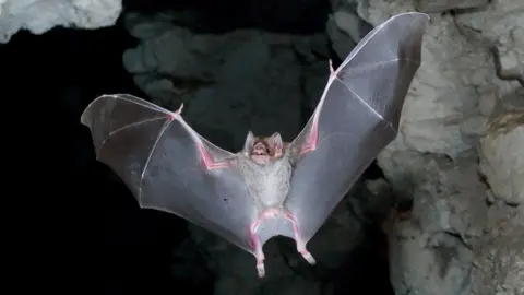 A vampire bat flies in a cave with wings spread. It has large ears and two central pointed upper teeth.