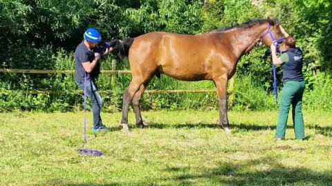 Leicestershire Fire and Rescue Service Horse after being rescued
