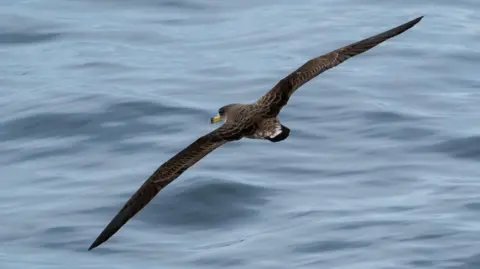 ORCA A Cory Shearwater,  a large shearwater bird, it's wings are brown and it has a bright yellow beak. It is flying over the water.