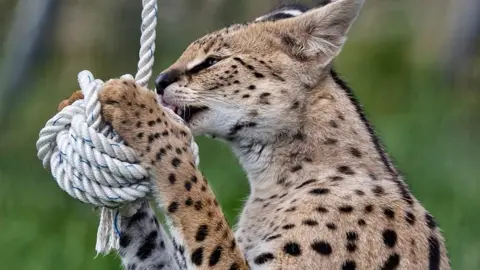 Ark Wildlife Park & Exotic Animal Sanctuary Tembea the serval