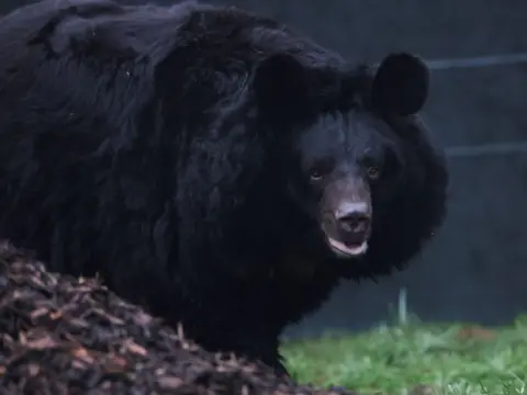 Reuters Yampil the black bear