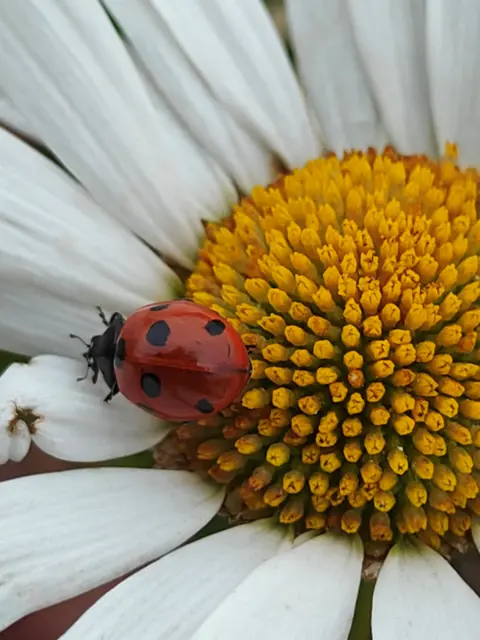 Hari Shankaran A close up shot of a red ladybird sitting in the middle of a white and yellow flower.