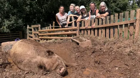 Six female volunteers at the trust lean on a fence. In the foreground, a large pig lies in a muddy wallow. 