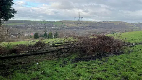 Picture of trees which were taken down by the Stalybridge tornado. 