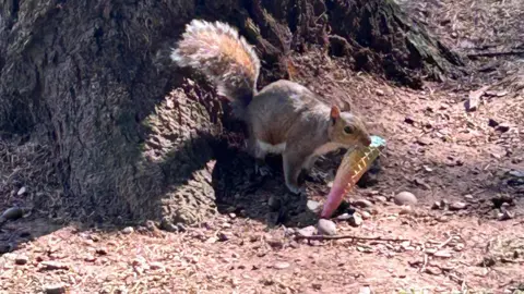 BBC Weather Watchers/AutumnLeaves Grey squirrel at the base of a tree eating a rainbow coloured wafer cone