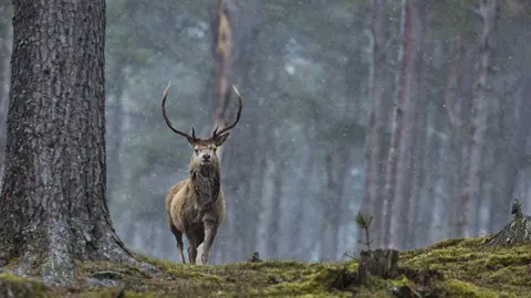 Rebecca Witt Rebecca Witt image