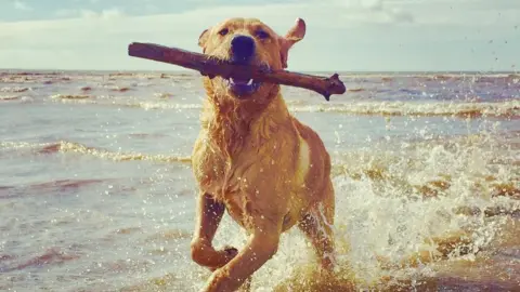 Gareth Roberts Teddy with a stick on Ogmore Beach