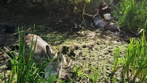 Supplied Two donkeys stuck in a muddy pond.