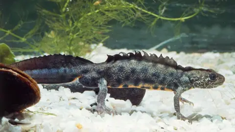 A great crested newt