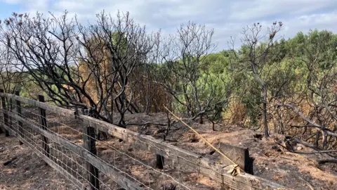 An area of burned earth with a burned fence in the foreground. There is more burned shrubbery behind and in the further distance there is green shrubbery.