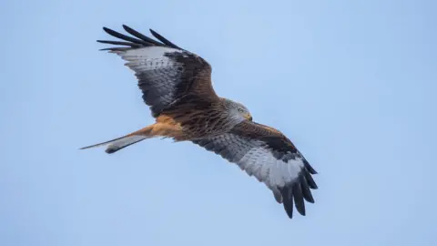 RSPB Red kite