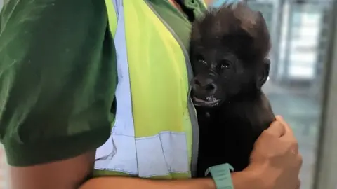 Bristol Zoo Gardens Baby male western lowland gorilla at Bristol Zoo