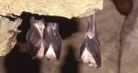 Gareth Jones Greater horseshoe bat