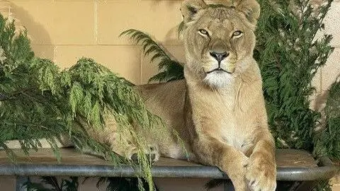 Africa Alive A large lioness lying on a wooden shelf attached to a wall in her enclosure surrounded by trees. She is looking directly into the camera.